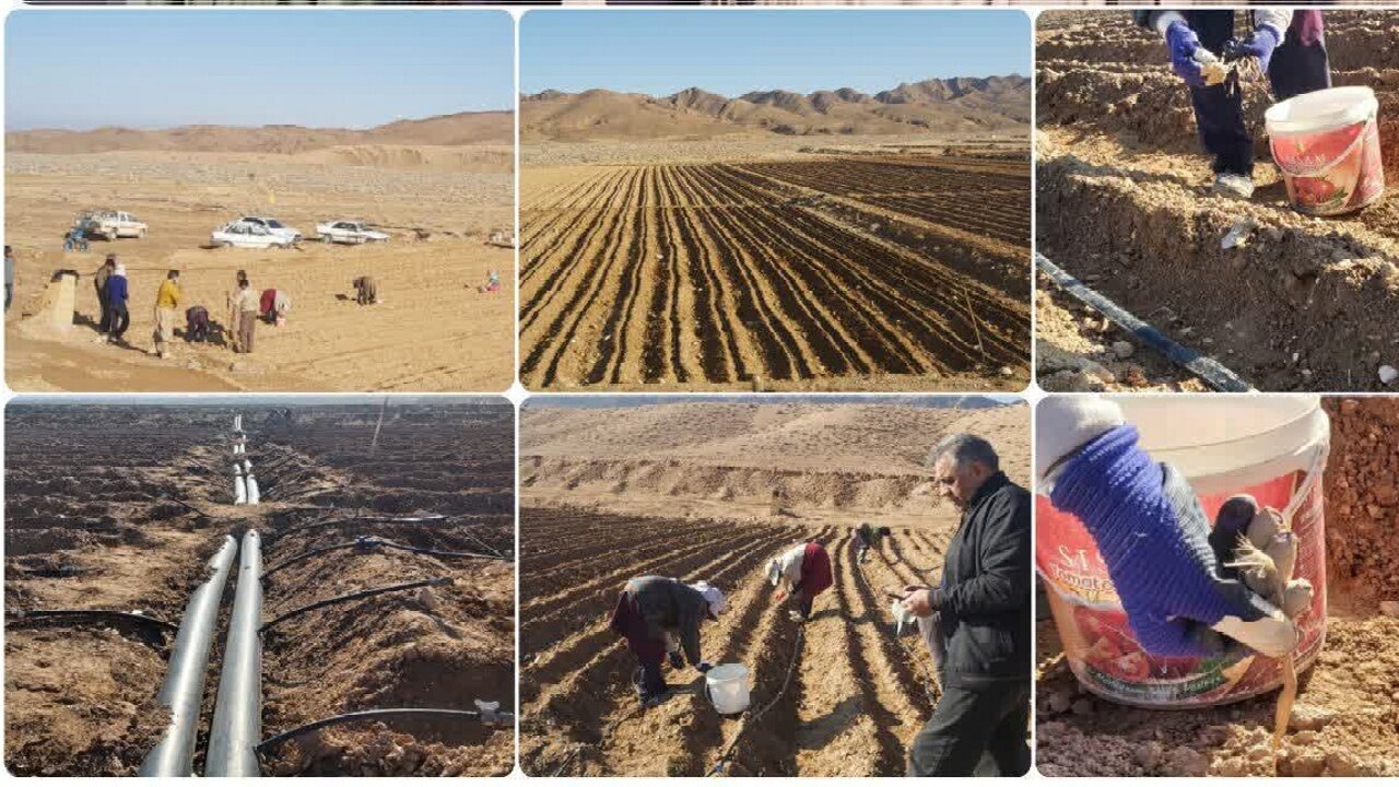آغاز عملیات کاشت نشا گیاه آنغوزه در  روستاهای بشرویه
