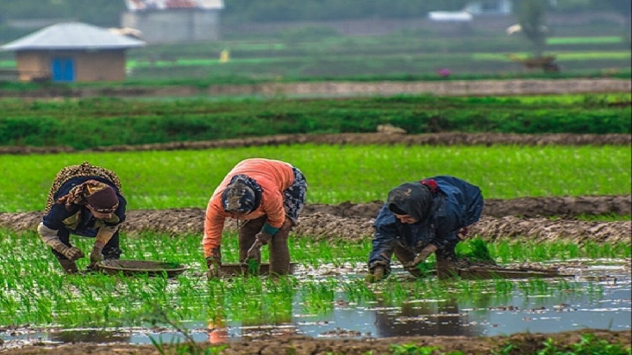 نقش آفرینی بانوان در اقتصاد مقاومتی / از شالیزار‌های گیلان تا نقش و نگار‌های قالی