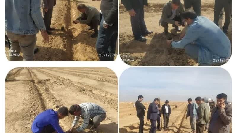 کشت گیاه دارویی کاپاریس در دهلران برای نخستین بار