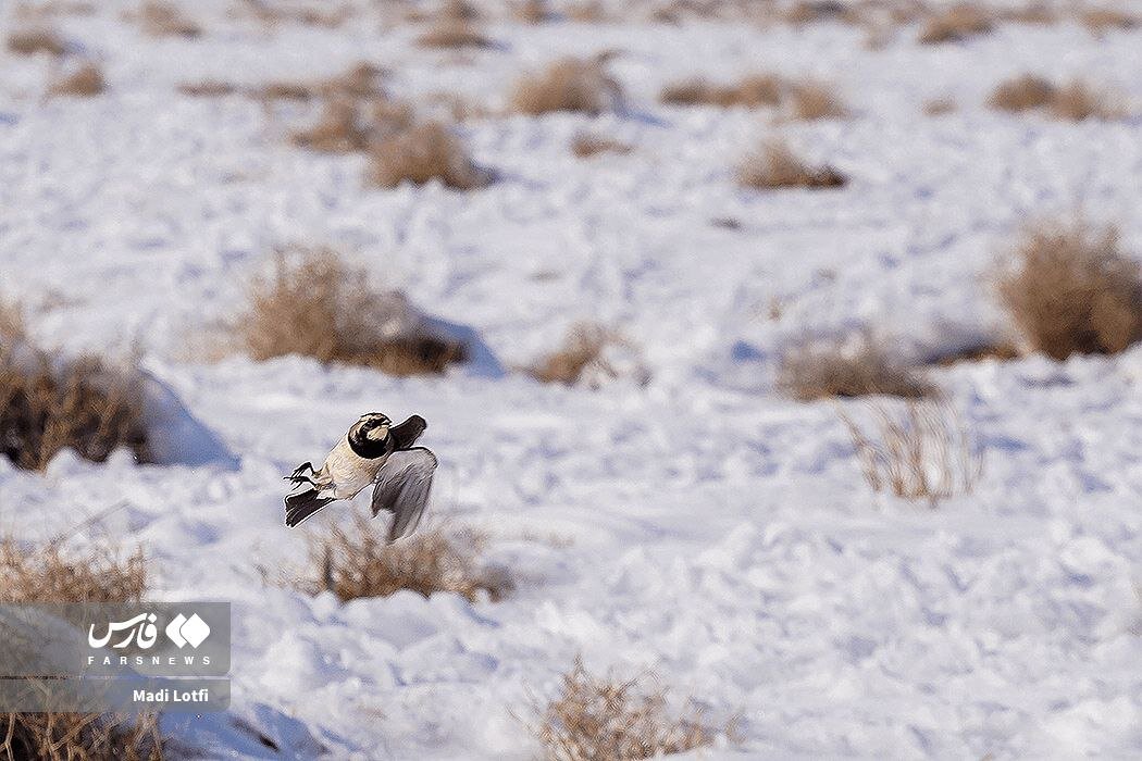 پارک ملی قمیشلو سفید پوش شد