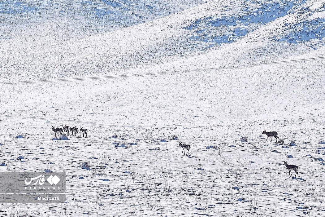 پارک ملی قمیشلو سفید پوش شد