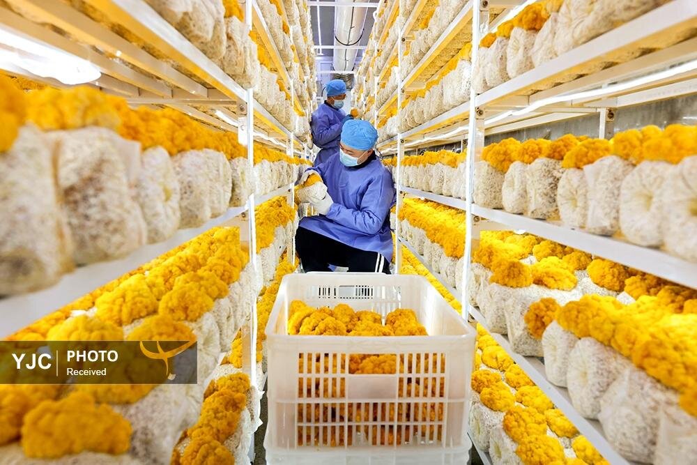 عکس/ منتخبی از عکس‌های خبری جهان