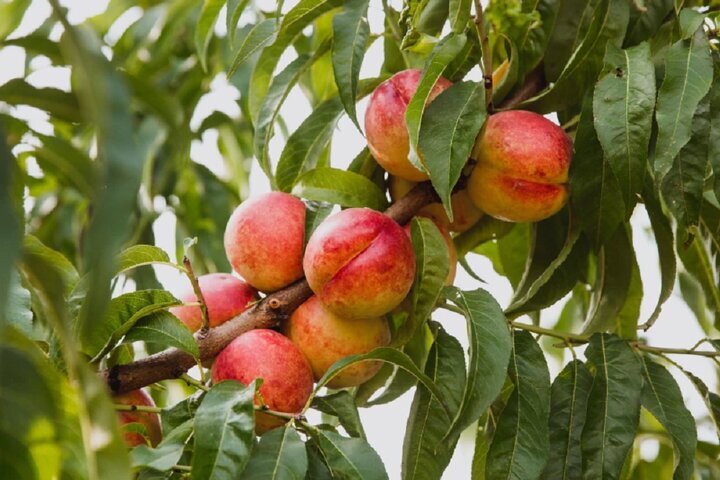 برگ‌ها زمان رسیدن میوه را آشکار می‌کنند