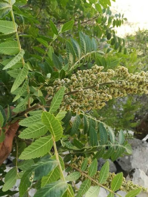 آمادهسازی ۳ پرونده طبیعی استان ایلام برای ثبت در فهرست آثار ملی