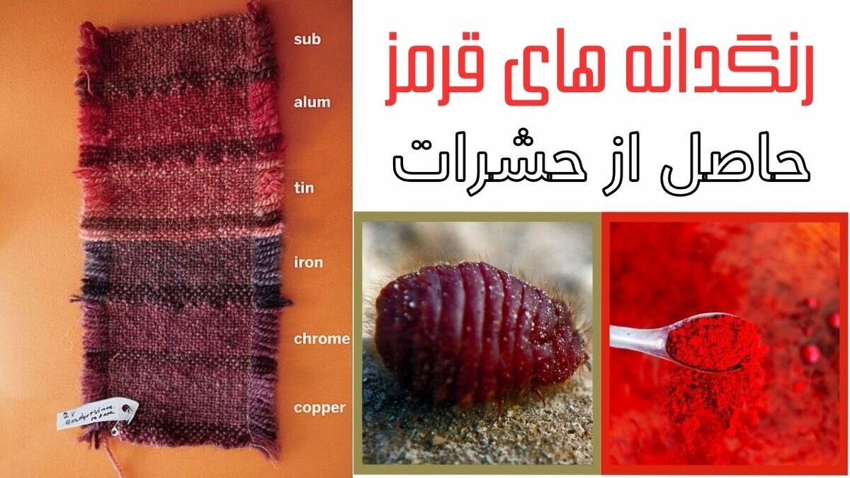 رنگ قرمز در محصولات غذایی از پوست حشرات تهیه میشود