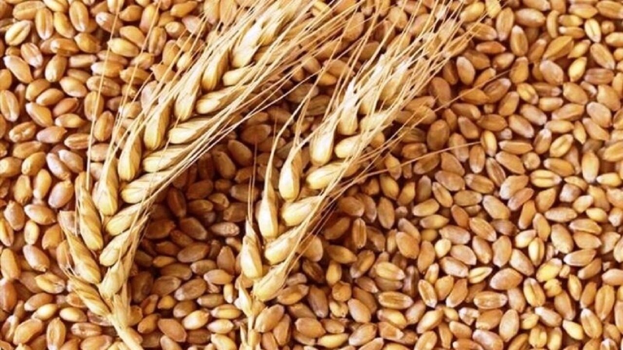 کشف ۲۲ تن گندم قاچاق در مراغه