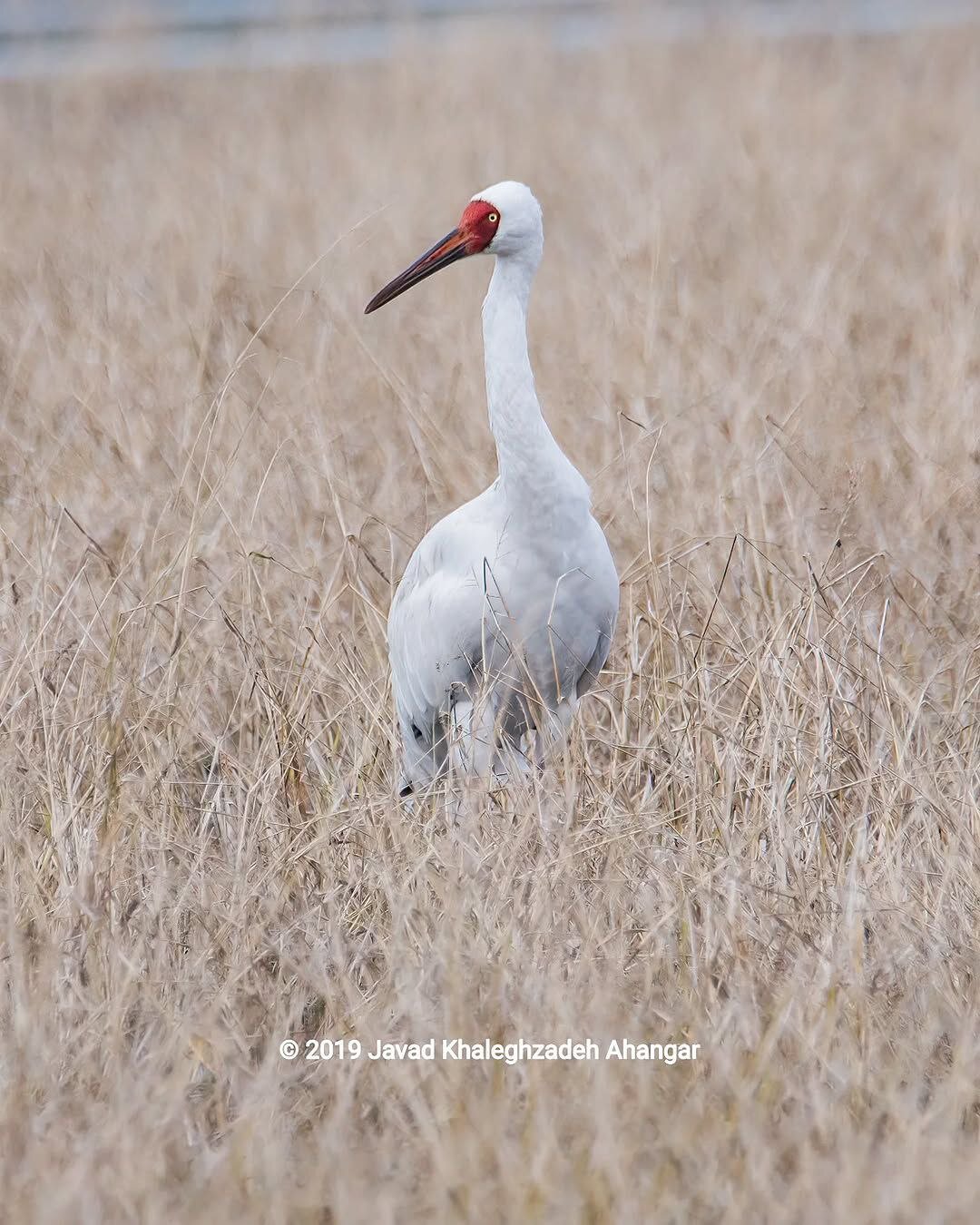 تصویر زیبایی از آخرین درنای سفید سیبری در ایران