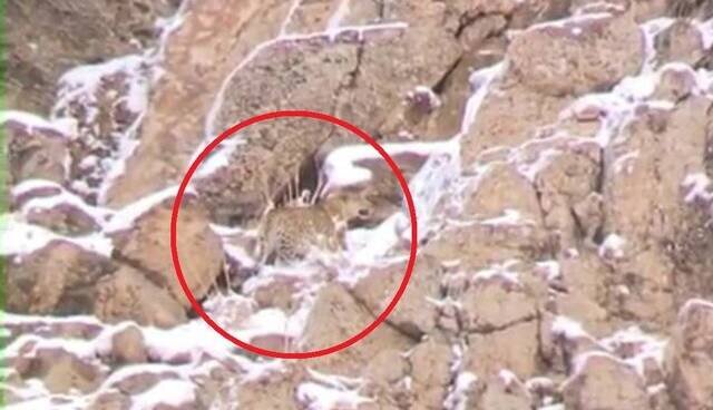 مشاهده و ثبت تصویر پلنگ ایرانی در پارک ملی لار