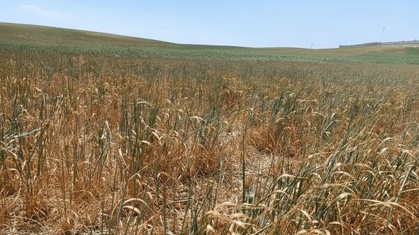 ۲۰۰ میلیارد تومان غرامت به گندمکاران بوشهری پرداخت شد