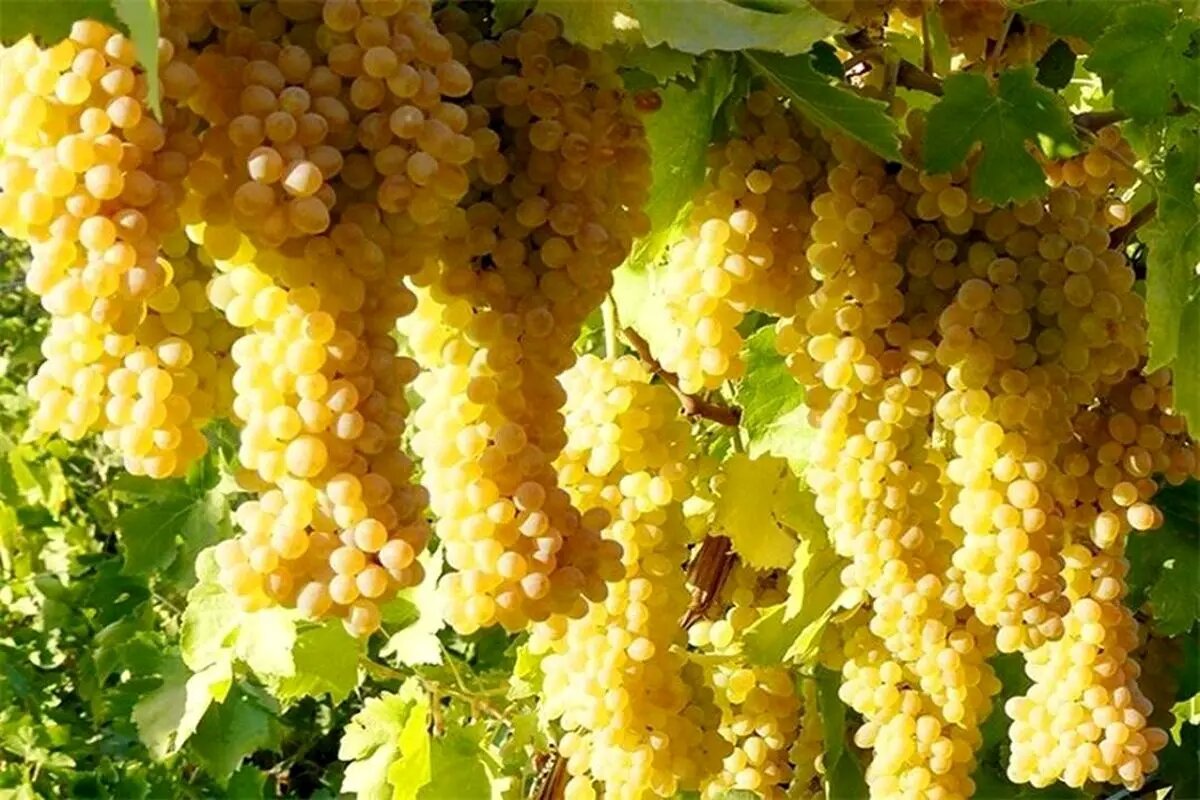 برداشت انگور زمستانی در خوانسار+ فیلم