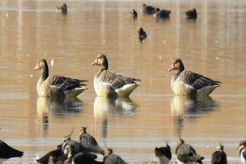 ۳۰۰ هکتار از تالاب کانی برازان احیا شد