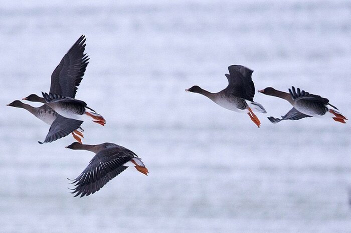 ۳۰۰ هکتار از تالاب کانی برازان احیا شد