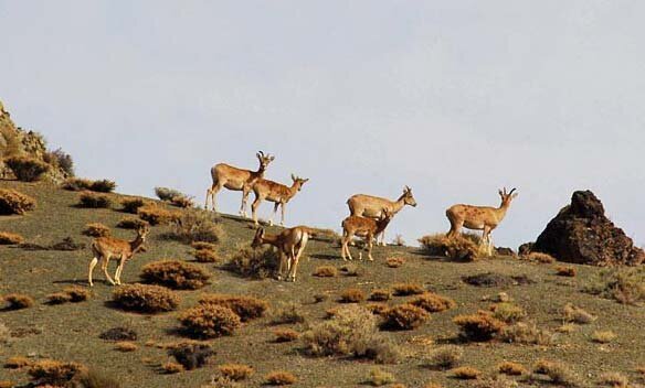 پایان سرشماری حیاتوحش در گرگان