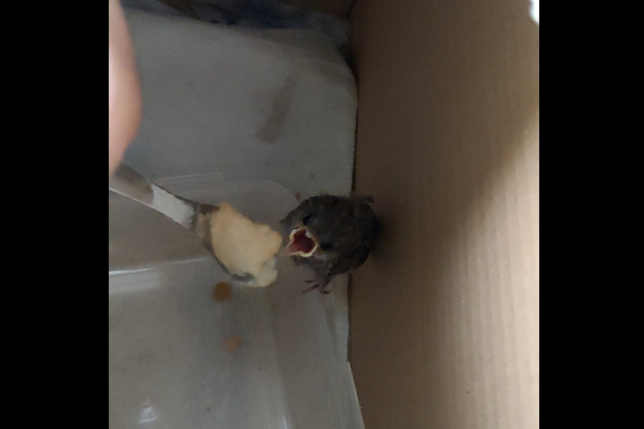 روایتی از زندگی جوانان پس از دانشگاه؛ فیلم‌های دانشجویی جسور هستند