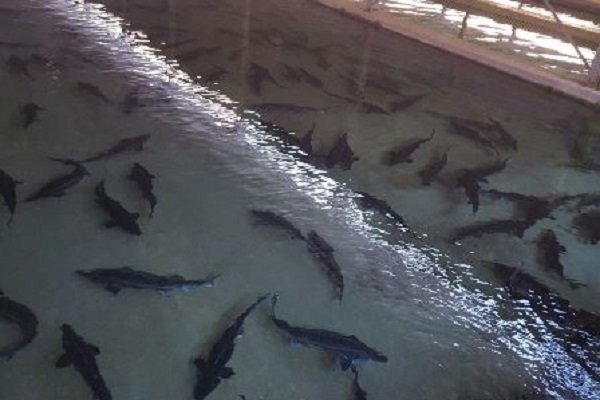 خوزستان به دنبال توسعه صنایع نوین و تنوع گونه‌ای  در تولید آبزیان است