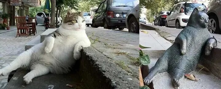 مشهورترین گربه‌های تاریخ؛ از گربه ملوان تا گربه اینترنتی | عکس
