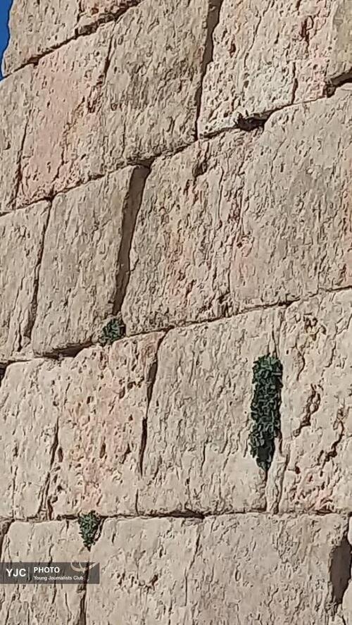 حفاظت از منظر ساسانی فارس؛ آینده یک میراث جهانی در فیروزآباد
