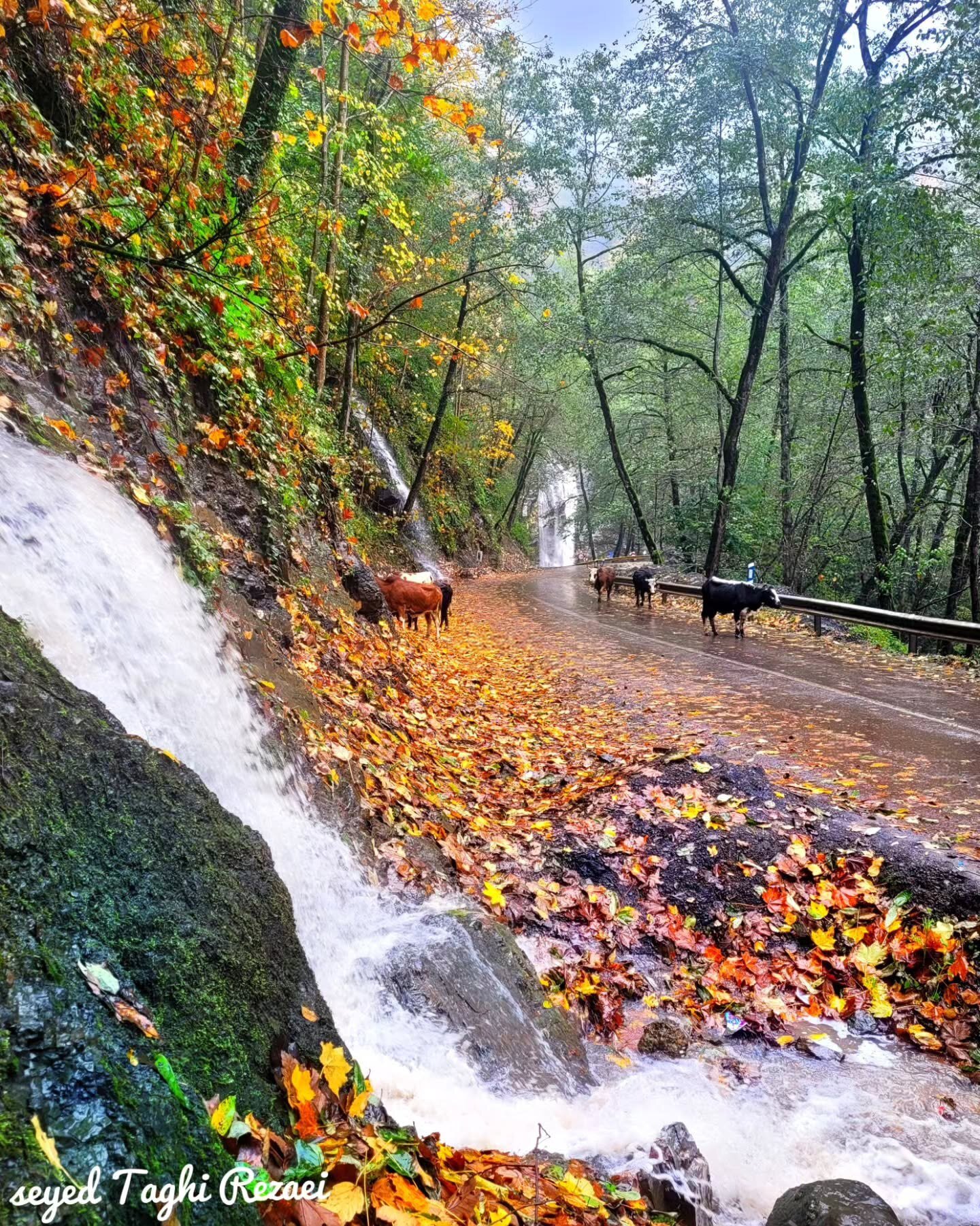  رامسر زیبا