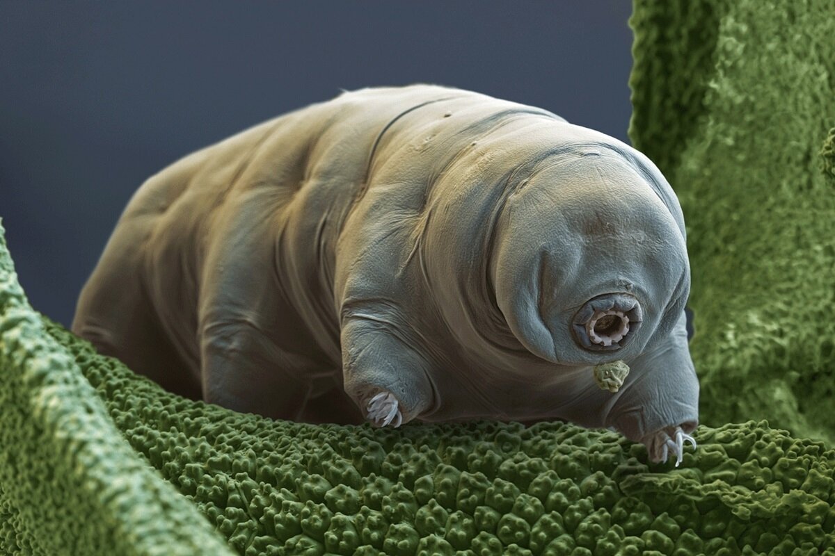 تواناییهای ماورائی در دنیای واقعی حیوانات | عکس