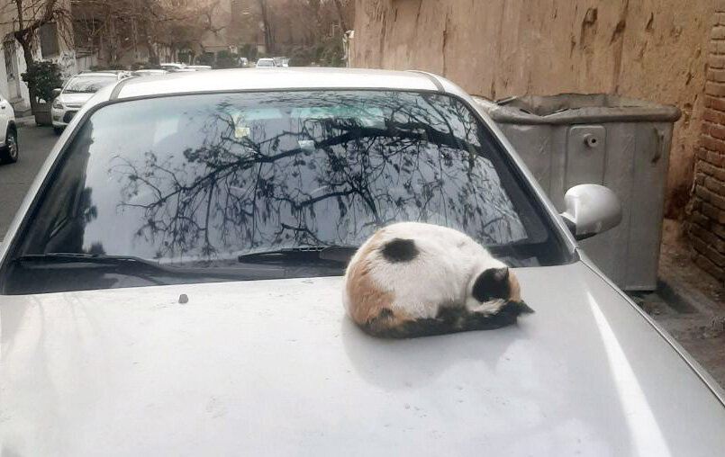 خروپف گربهای