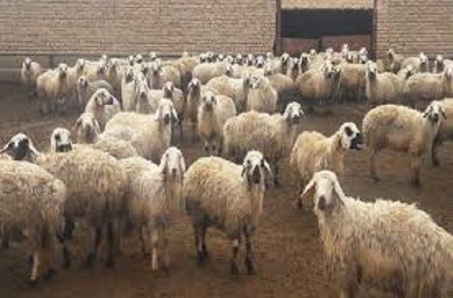 آمیختهگری بیضابطه تهدیدی برای نژادهای بومی
