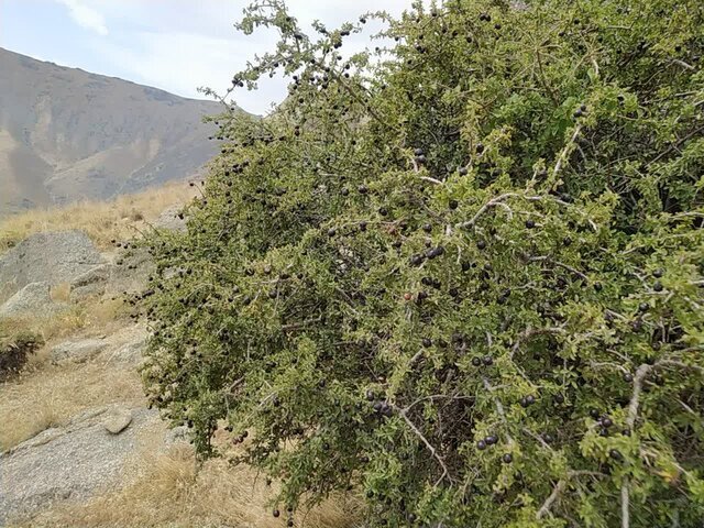 توسعه گونههای بومی پسته و آلوی وحشی در کوه کرکس اسدآباد