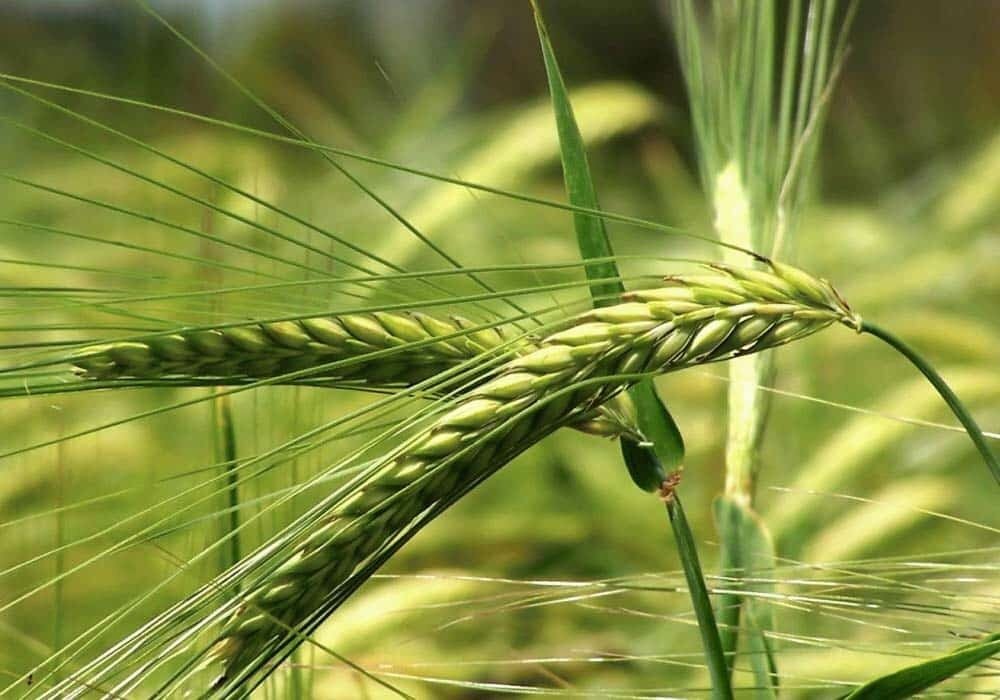 ۶۲۰۰ هکتار از زمین‌های گیلان زیر کشت گندم و جو رفت