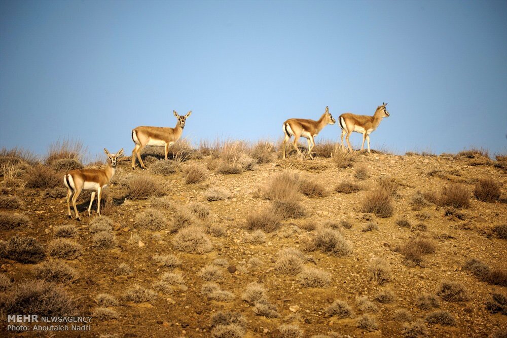 ۳ منطقه جدید به مناطق تحت حفاظت سازمان محیط‌زیست اضافه شد
