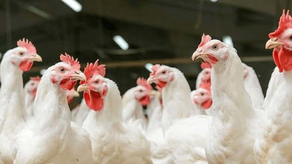 دامپزشکی اردبیل هشدار داد/ آنفلوانزای فوق‌حاد پرندگان در کمین است