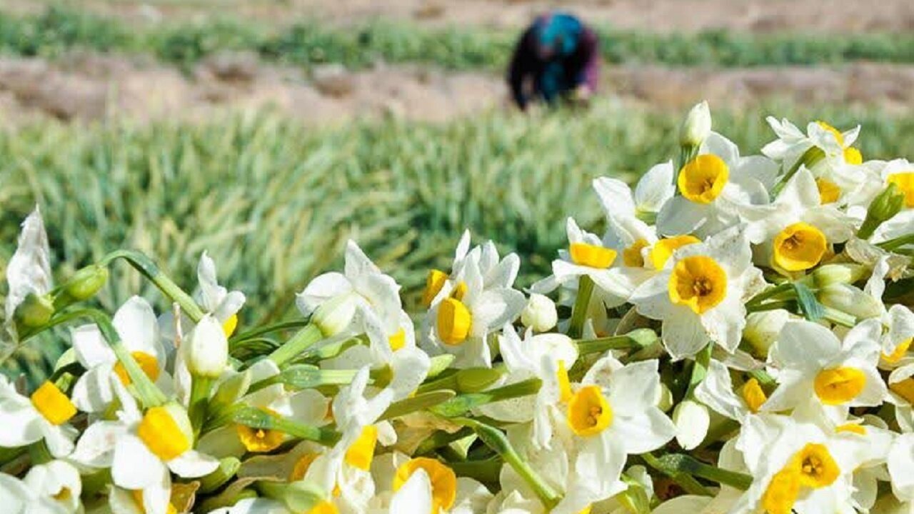 ۱۲ میلیون شاخه معطر، هدیهای برای نرگس کاران خوسفی