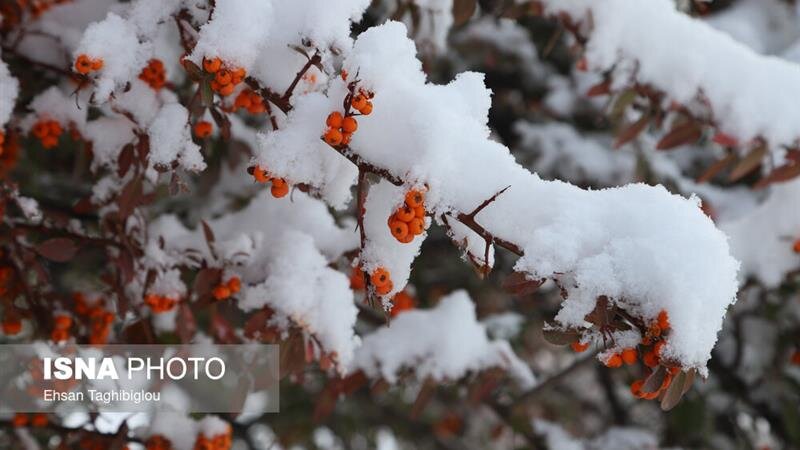 نفوذ «هوای سرد قطبی» به ایران/ تهران چه‌ زمانی برفی می‌شود؟