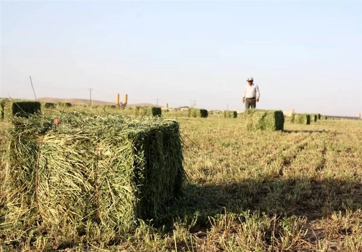 خسارت 5560 میلیارد ریالی خشکسالی به تولید علوفه در مراتع خراسان شمالی