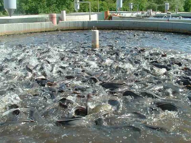 آیندهای روشن برای صنعت شیلات چهارمحال و بختیاری، با تکمیل زنجیره ارزش