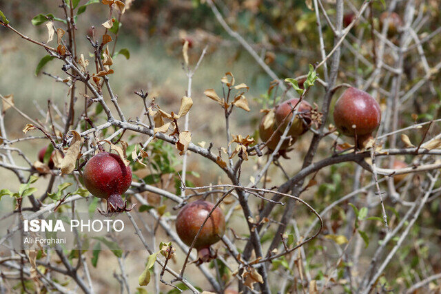 مرگ تدریجی یک برند ملی/ این محصول را به ونتیلاتور وصل کنید