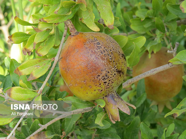 مرگ تدریجی یک برند ملی/ این محصول را به ونتیلاتور وصل کنید