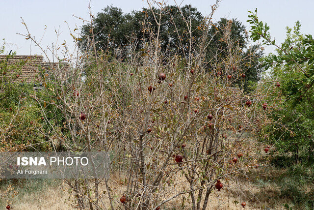 مرگ تدریجی یک برند ملی/ این محصول را به ونتیلاتور وصل کنید