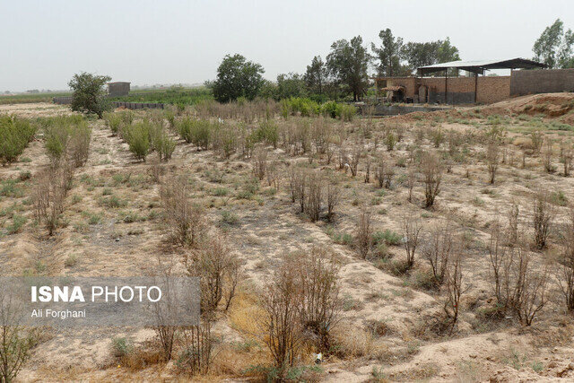 مرگ تدریجی یک برند ملی/ این محصول را به ونتیلاتور وصل کنید