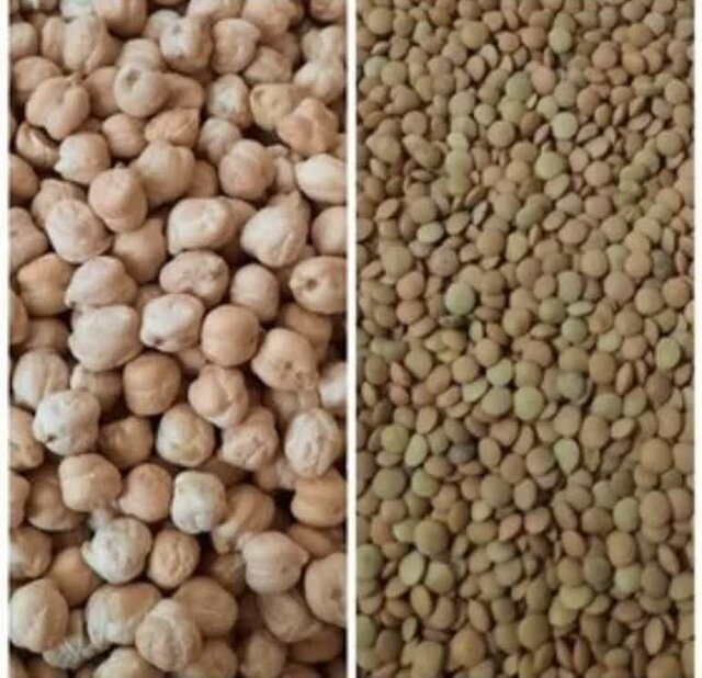 آغاز کشت حبوبات در اراضی دیم شهرستان دهلران