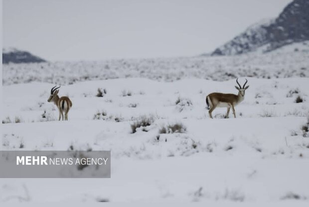 بارش‌ها زیستگاه‌های اصفهان را زنده کرد؛ کاهش غبارخیزی تالاب گاوخونی