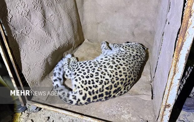 پلنگ شش‌ساله شهمیرزاد زنده‌گیری شد