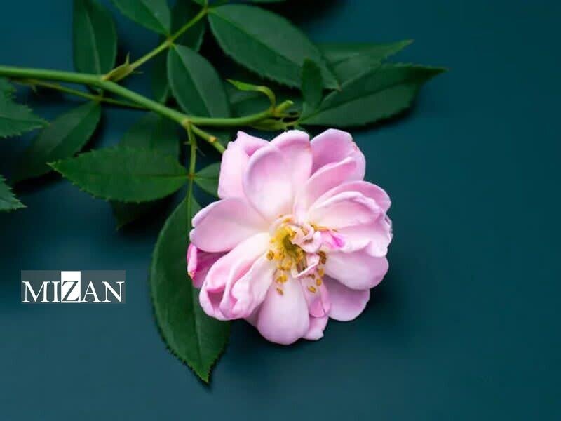 ثبت جهانی «اسانس گل محمدی»؛ لزوم تقویت موضع حقوقی ایران در نظام‌های ثبت بین‌المللی/صیانت از محصولات بومی ایران در دستور کار مرکز مالکیت معنوی