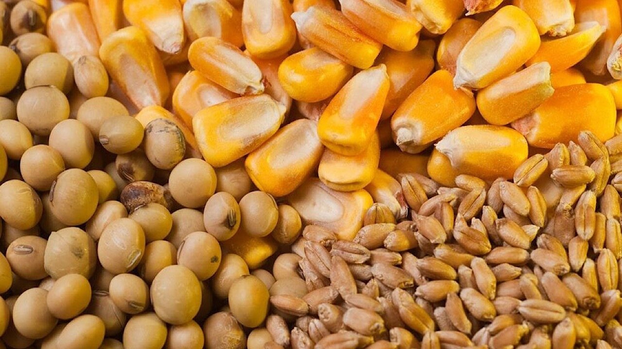 واردات نهاده‌های دامی ۸ درصد افزایش یافت