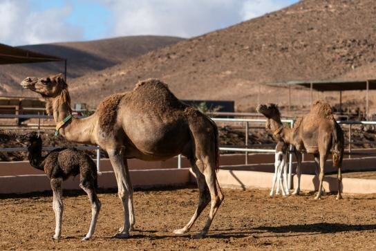 بزرگترین بمب؛ رونالدو خودش را به اینترمیامی پیشنهاد داد