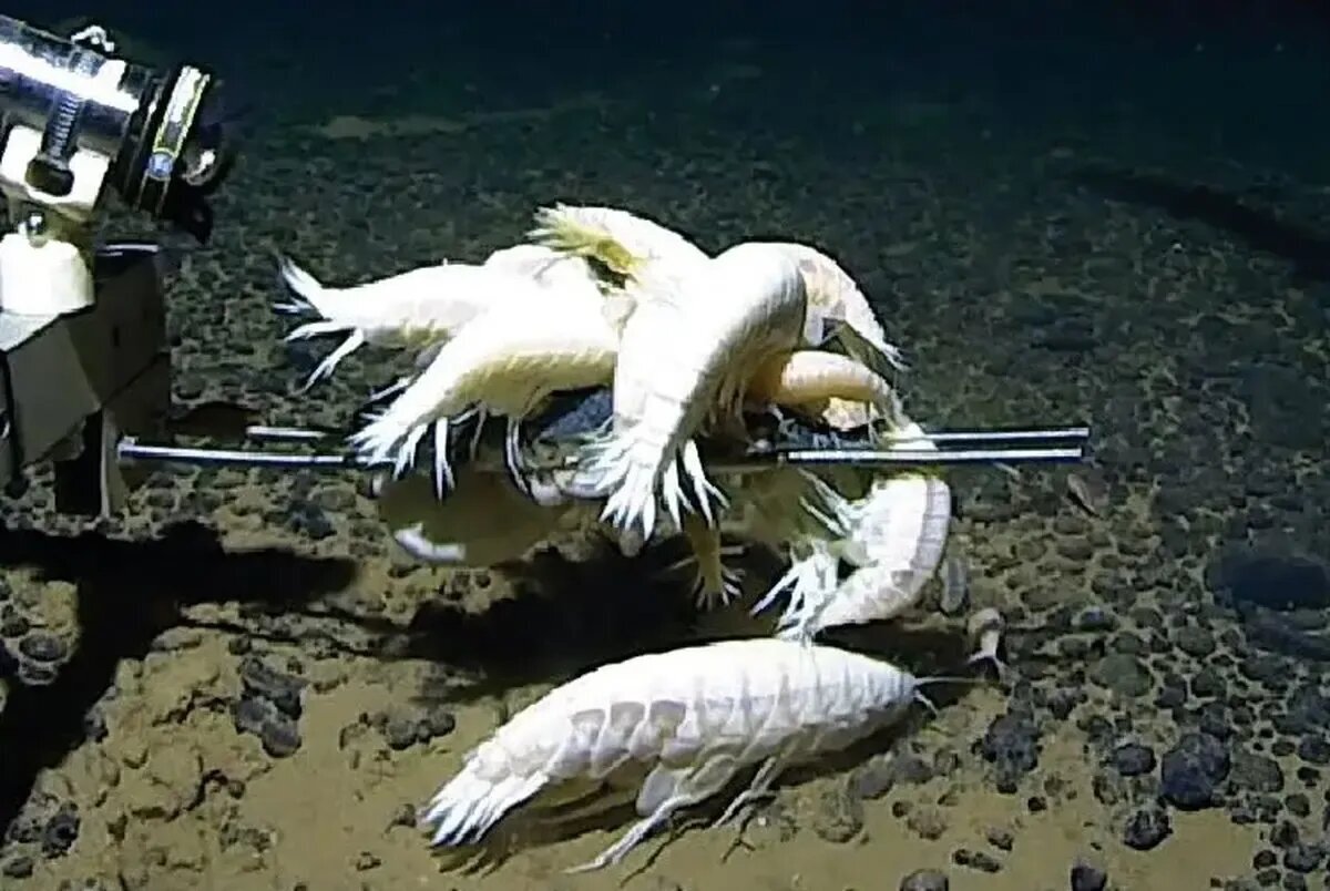 عجیبترین موجود اعماق اقیانوس؛ جانوری شبحمانند | عکس