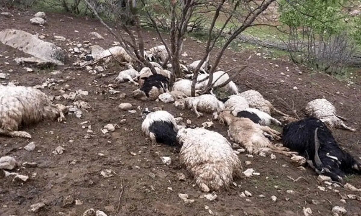 سیلاب در کهگیلویه؛ ۱۰۰ گوسفند تلف شدند