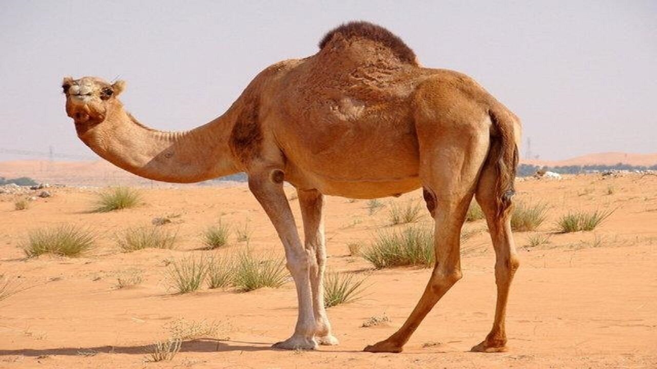 وقتی شتر خراسان جنوبی می‌تواند از اماراتی‌ها جلو بزند