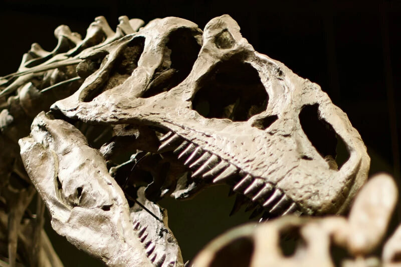 رازهای سهمگین از دل خاکسترهای تاریخ؛ شبح «نانوتیرانوس» | آیا پادشاه دایناسورها یک فریب بزرگ بود؟