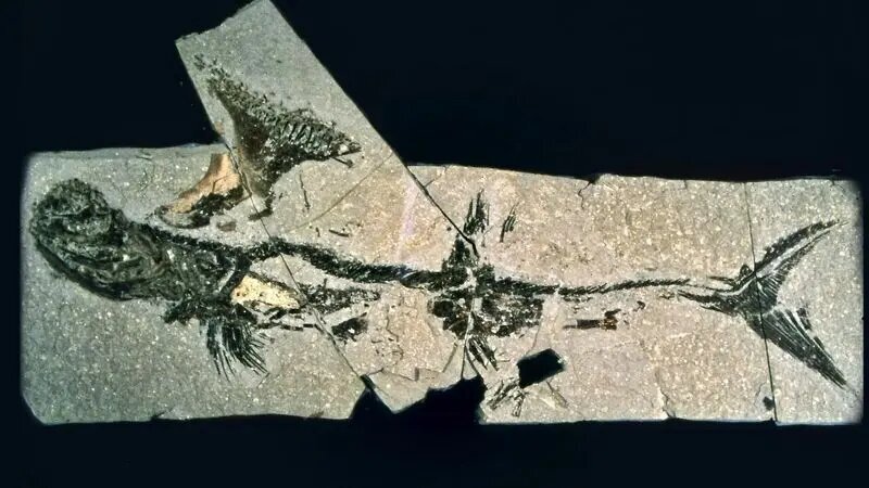 کوسه‌ ۳۳۰ میلیون ساله در دل یک منطقه مسکونی!