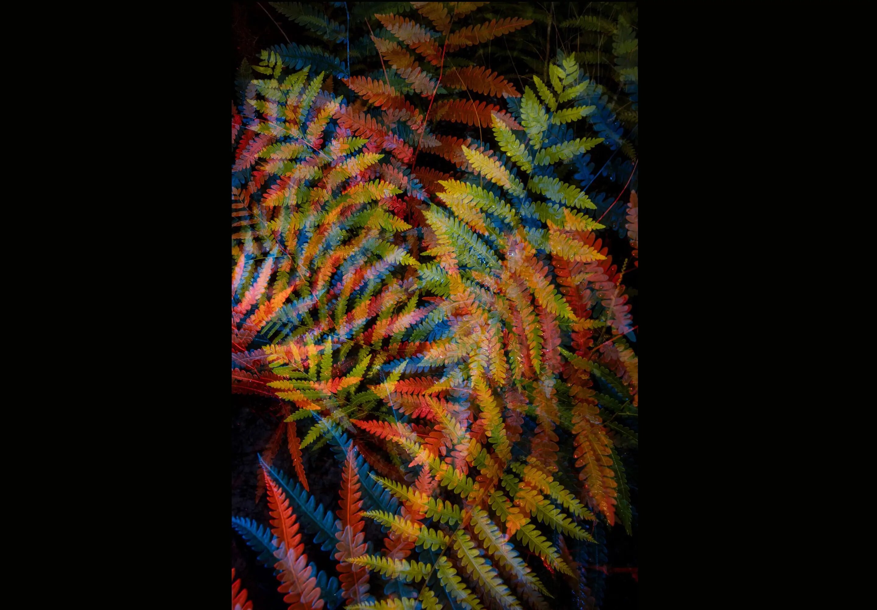 ثبت انرژی «اسرارآمیز» یک باتلاق جادویی/ عکس‌هایی که ژانر وحشت را تداعی می‌کنند