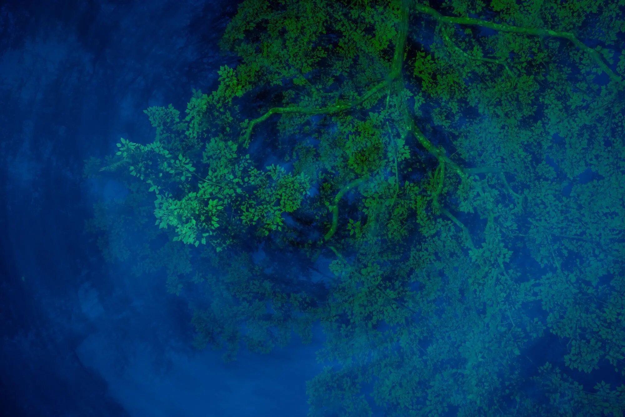 ثبت انرژی «اسرارآمیز» یک باتلاق جادویی/ عکس‌هایی که ژانر وحشت را تداعی می‌کنند